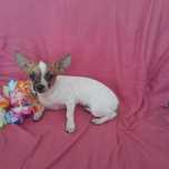 Suczka Chihuahua