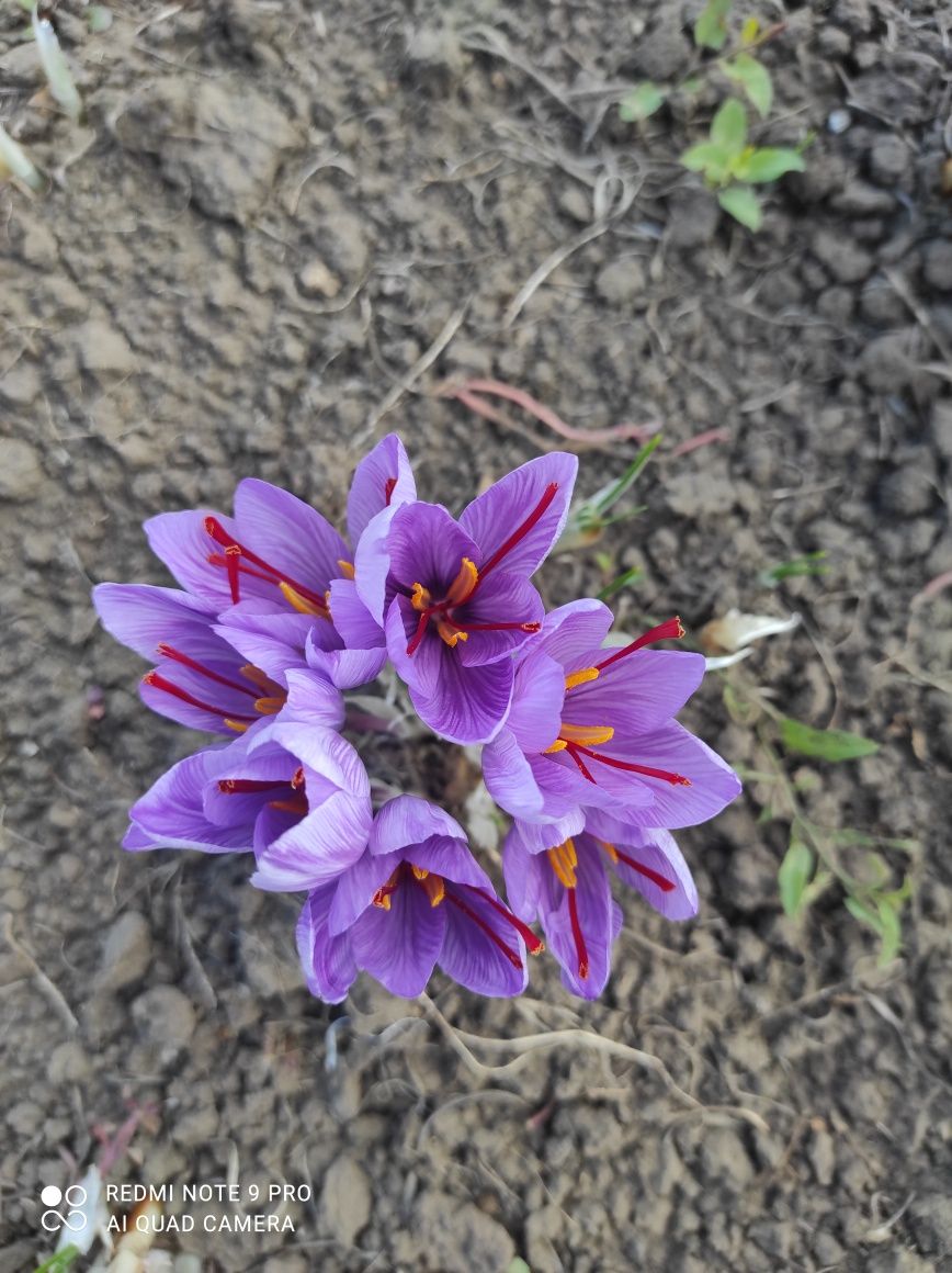 Шафран (Crocus Sativus) Оригінальний