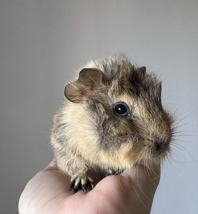 świnka morska - kawia domowa - rozetka - samica