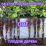 Саджанці полуниці в касетах Касетна розсада полуниці Саженцы клубники