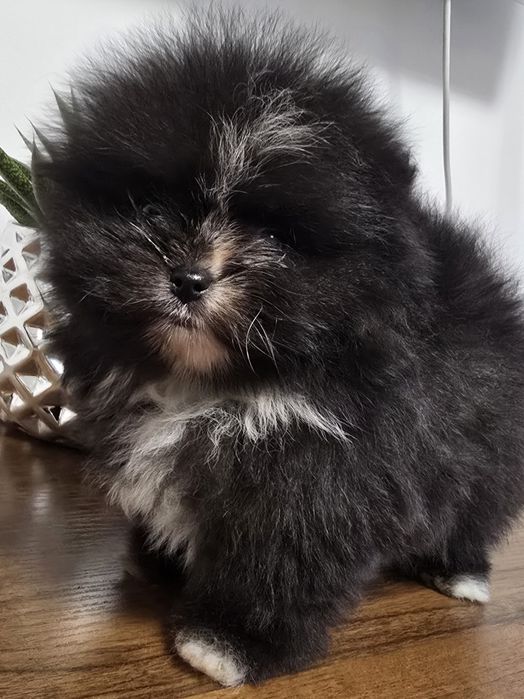 Szpic miniaturowy pomeranian