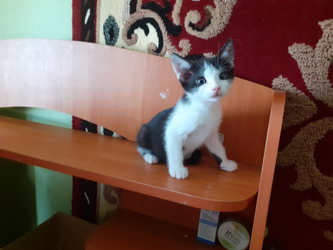 Котята кошенята коты кошки генераторы счастья ждут кого осчастливить!