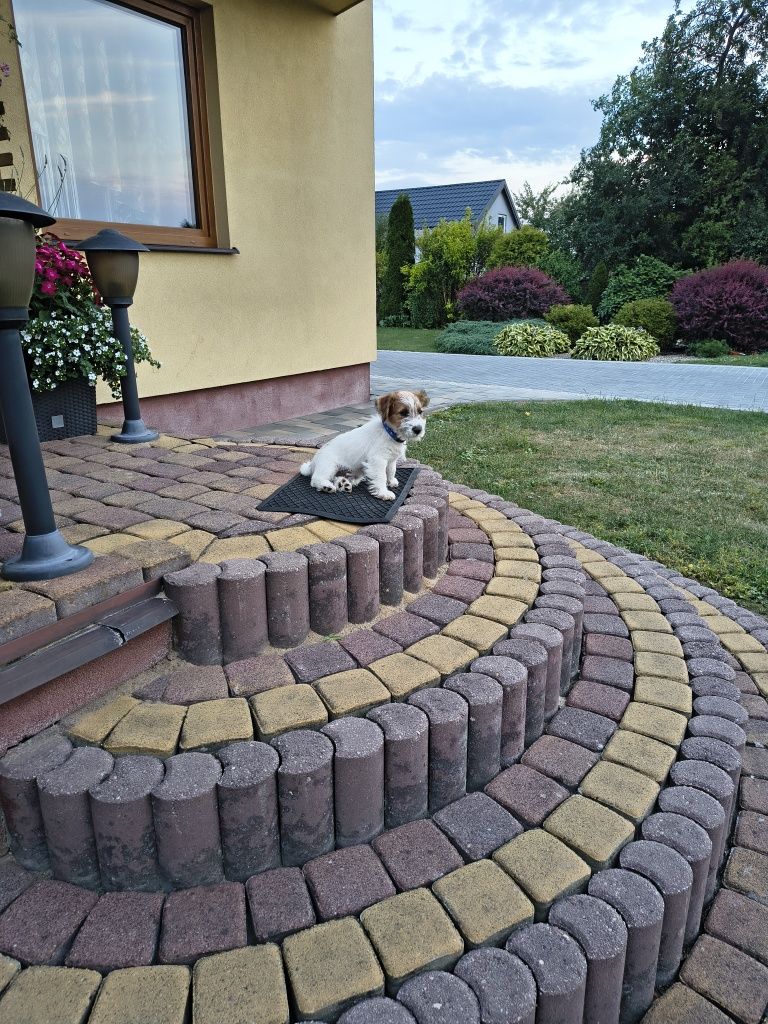 Jacek Russell Terrier  ZKWP  FCI oddział Częstochowa