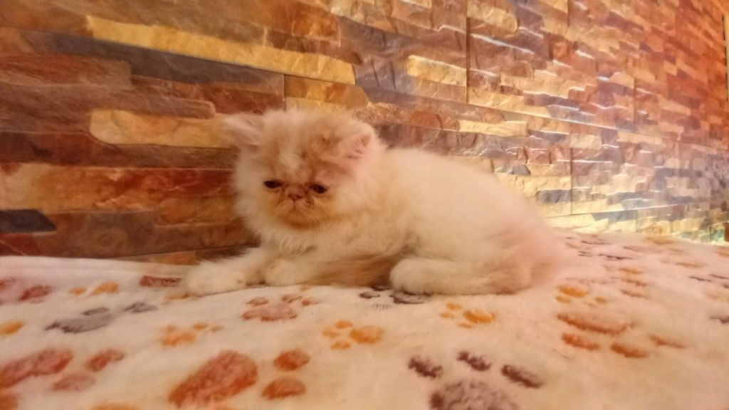 Gatinha persa lindíssima