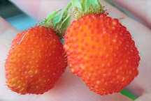 Rubus Sumatranus