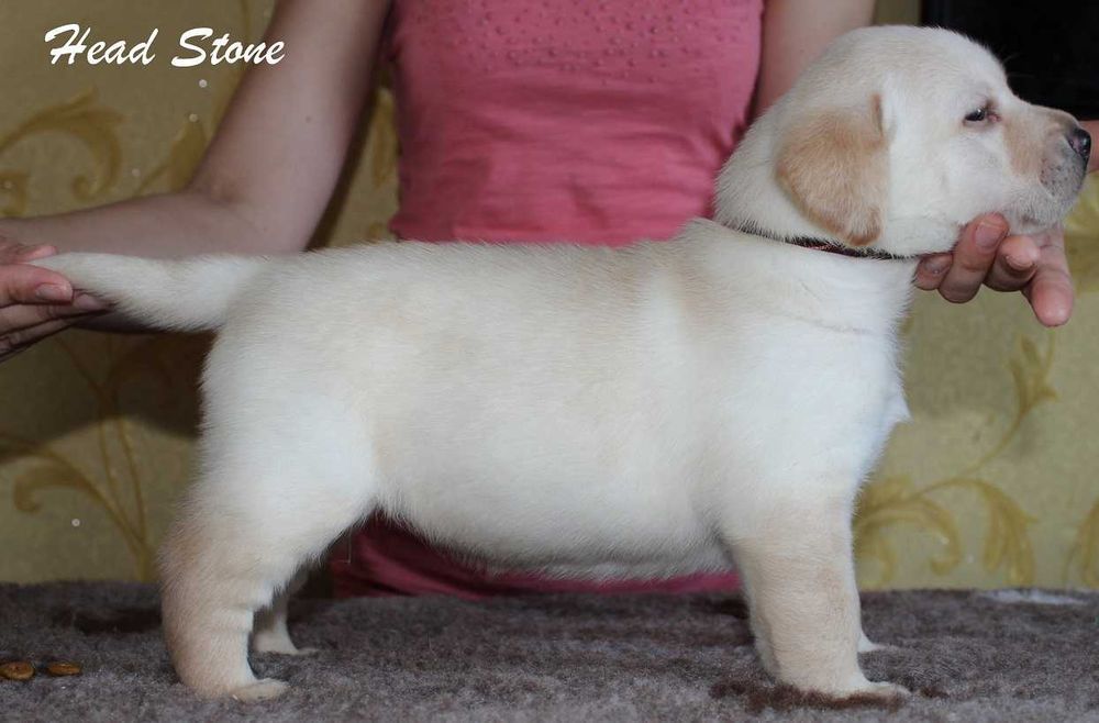 Лабрадор ретривер Щенки КСУ