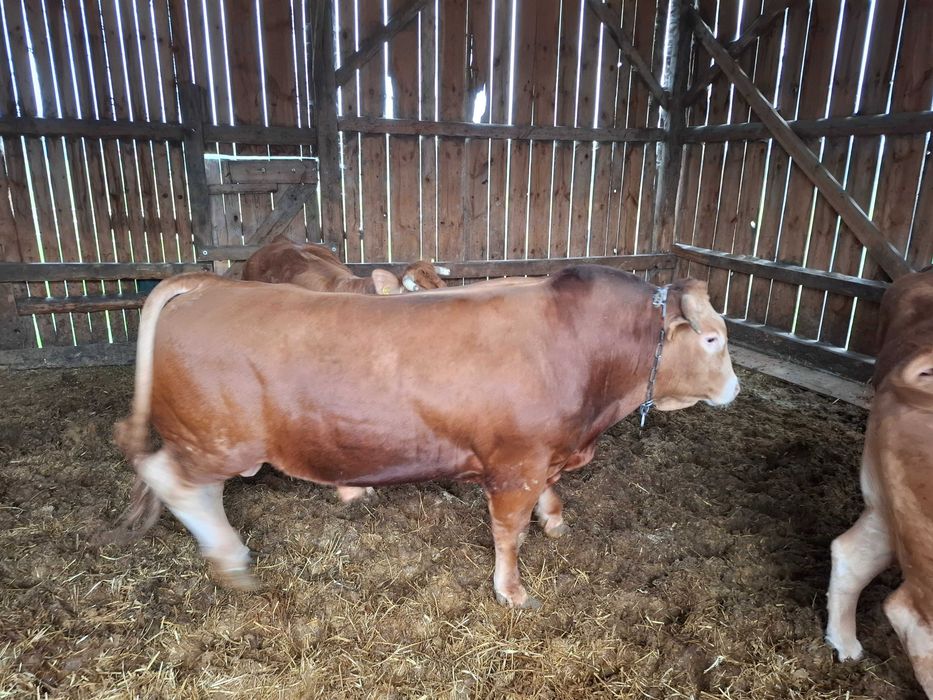 Byk 17mc Lm Limousine 100% Stadnik