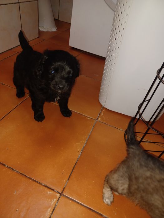 York mix maltańczyk parka