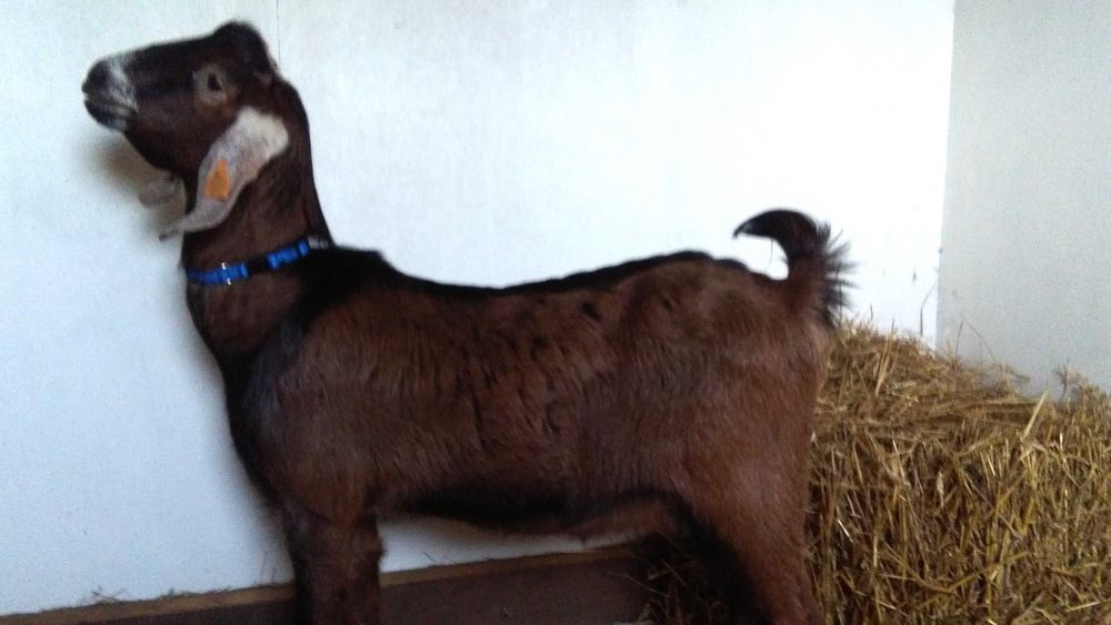 kózki i koziołki anglonubijskie po rodowodowych rodzicach