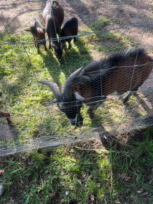 Vende-se cabras anãs muito meiguinhas