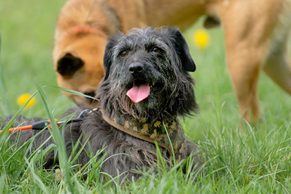 Migotka, piekna sunia do adopcji