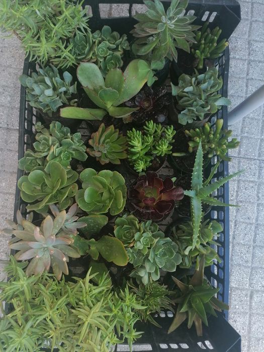 Catos e suculentas(Envio por correio)