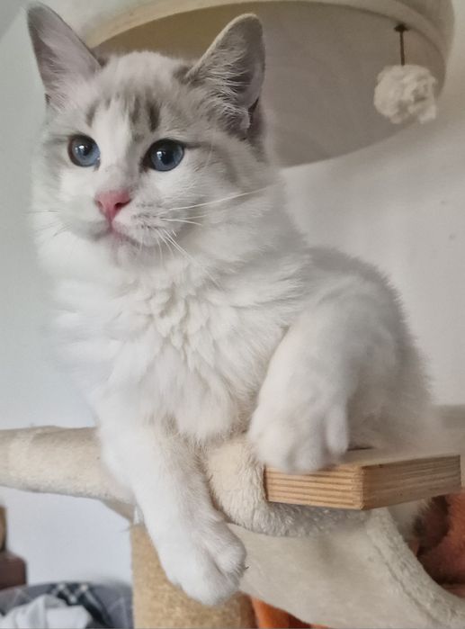 Koteczka Ragdoll blue bicolor lynx
