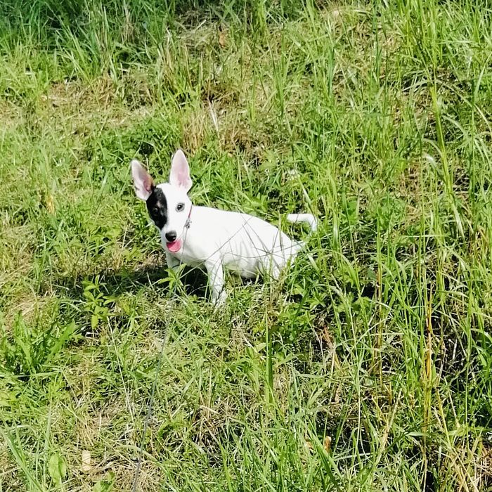 REZERWACJA Oddam pieska rasowego Jack Russell Tricolor Tricolor w dobr