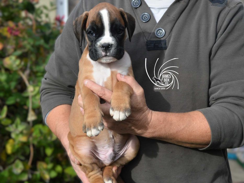 BOKSER- piesek z rodowodem FCI