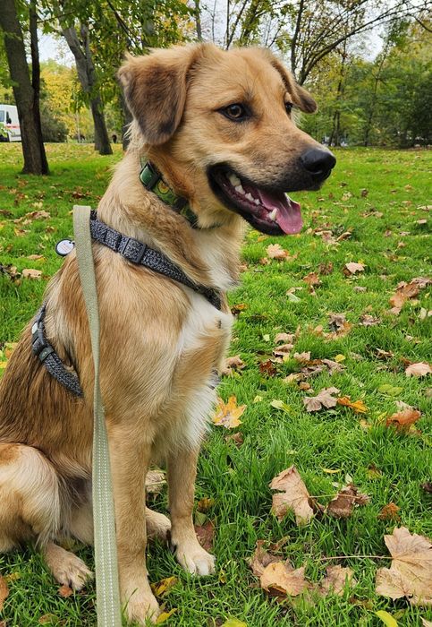 Щенок 10 мес, мальчик, Лео