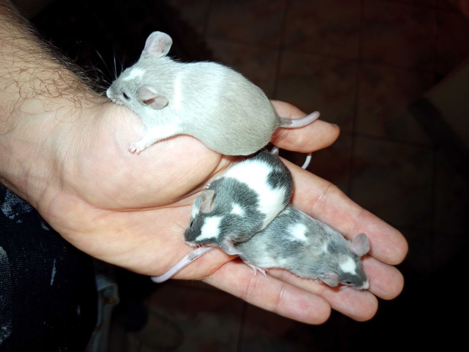 Myszy, myszki hodowlane siedlce