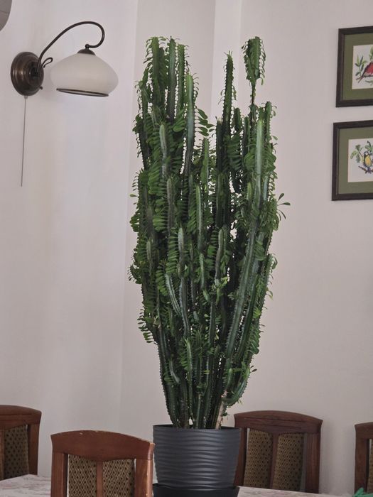 Kwiat Euphorbia Trigona Wilczomlecz Trójżebrowy