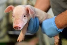 Кастрація поросят та свиней до 1,5 року