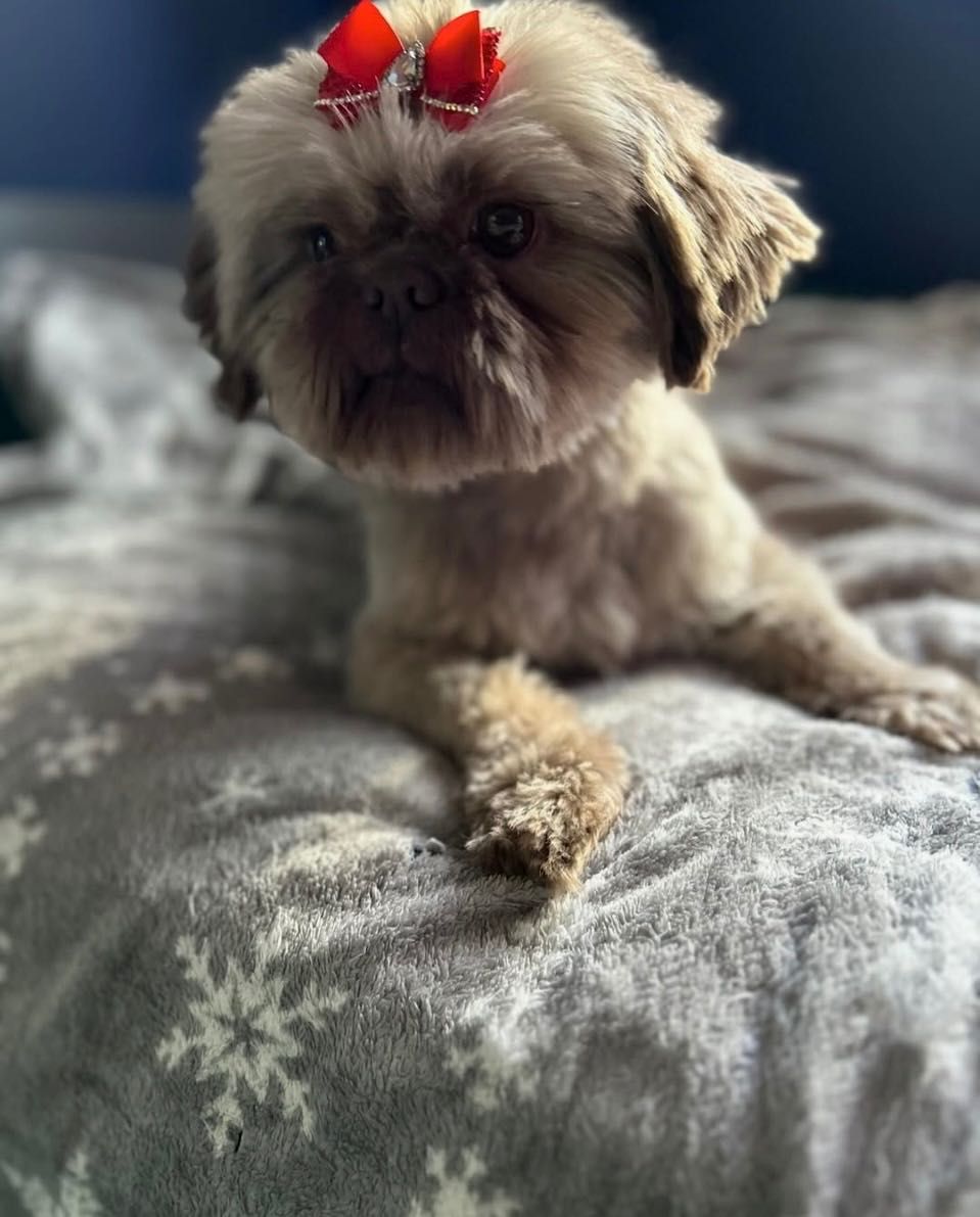 Piesek 6 lat Shih Tzu