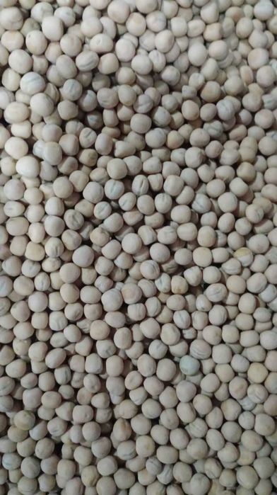 Зимуючий Горох,зелений,жовтий