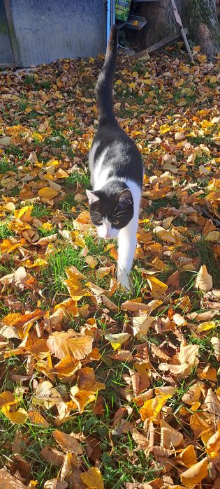 Kot przytulas z sierpnia