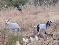 Cabras novas para venda