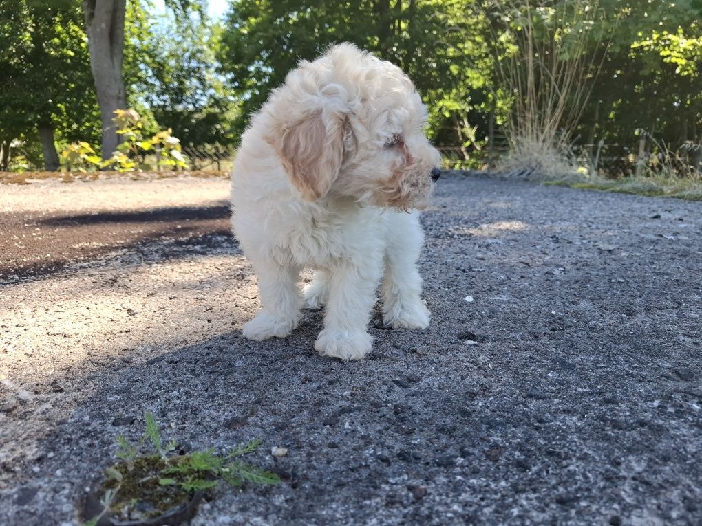 maltipoo szczeniak suczka