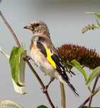 Aves da fauna anilhadas