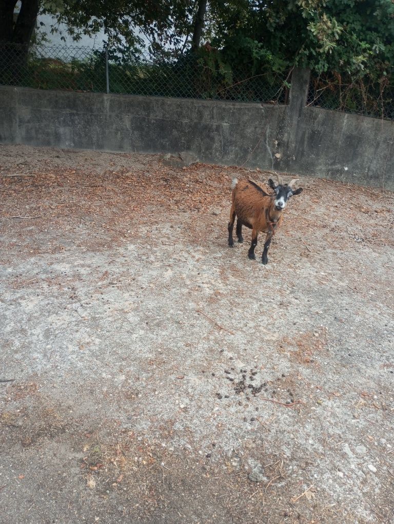 Cabra anã castanha, deve estar prenha, andava com um chibo