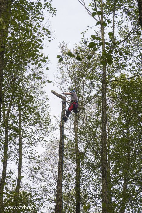 Arborysta Pielęgnacja i Wycinka Drzew