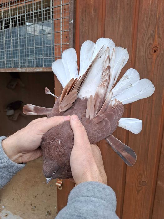 Gołebie orliki na sprzedaz