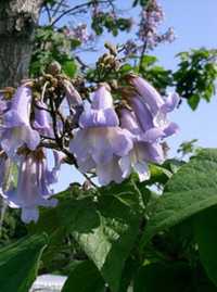 PAULOWNIA - Cesarskie Drzewko Szczęścia - sadzonki w doniczkach