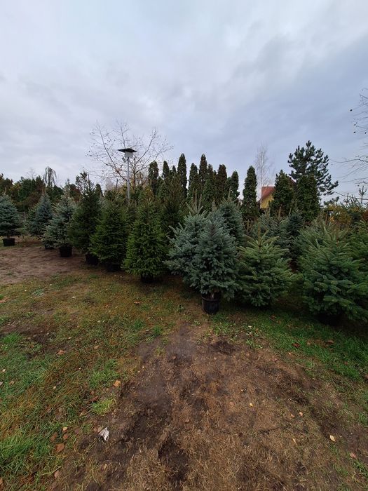 Choinki,świerk srebrny,pospolity,jodła