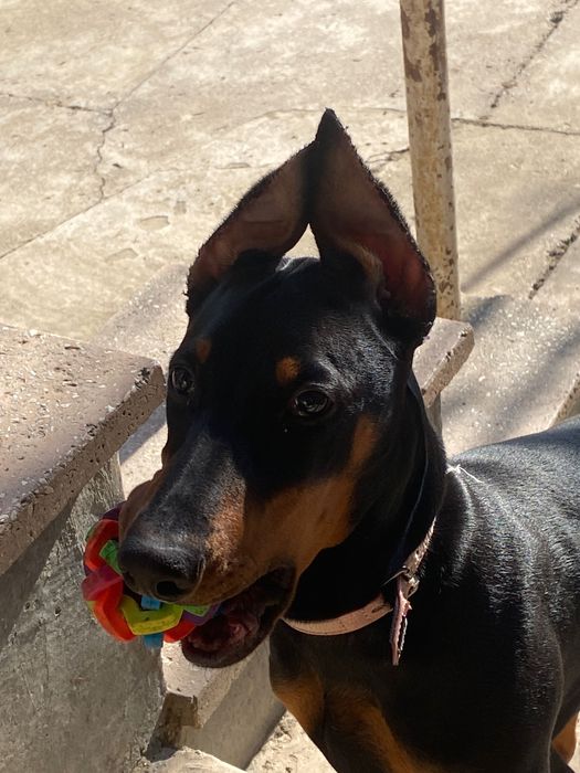 Віддам добермана дівчинку