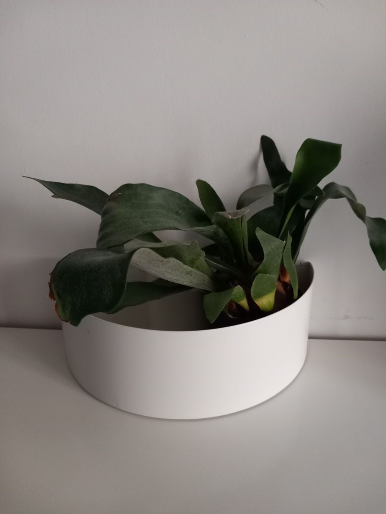 Hastbona Ikea osłonka metalowa do powieszenia.