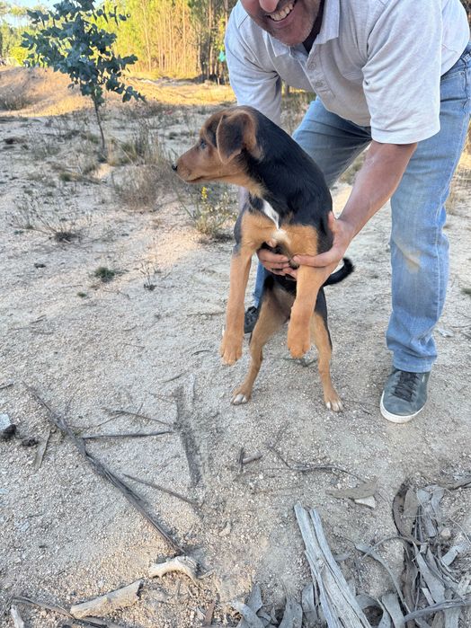 Cães para Oferta