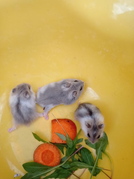 Крихітні гризунчики-попригунчики