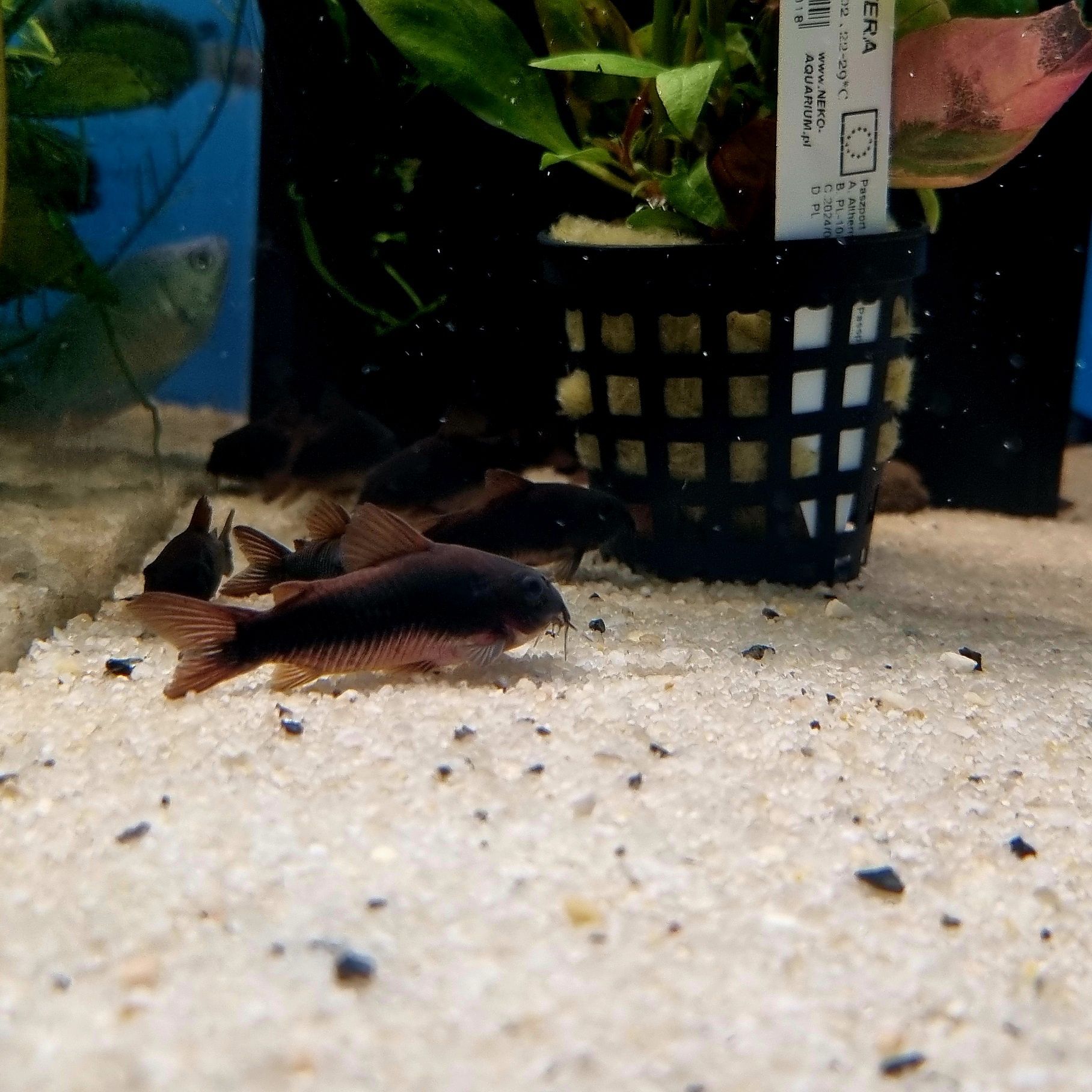 Kirysek czarny (corydoras black)