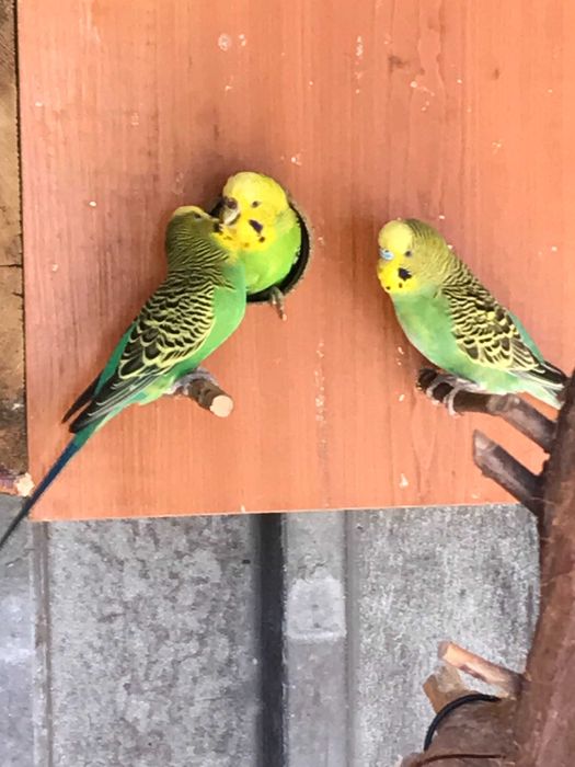 papugi faliste zielone