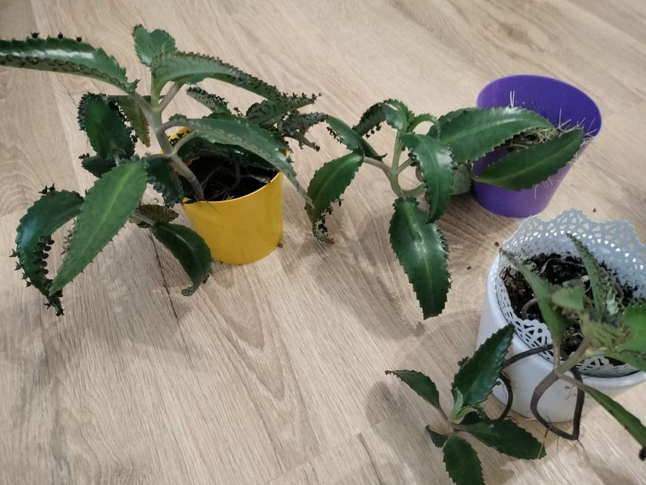Sprzedam żyworotki różne rozmiary