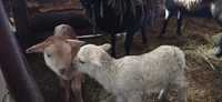 Owce mix kamerun dorper wrzosowka