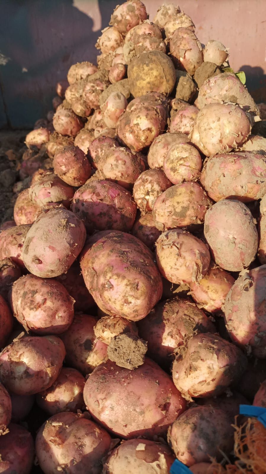 Ziemniaki młode Bella Rosa