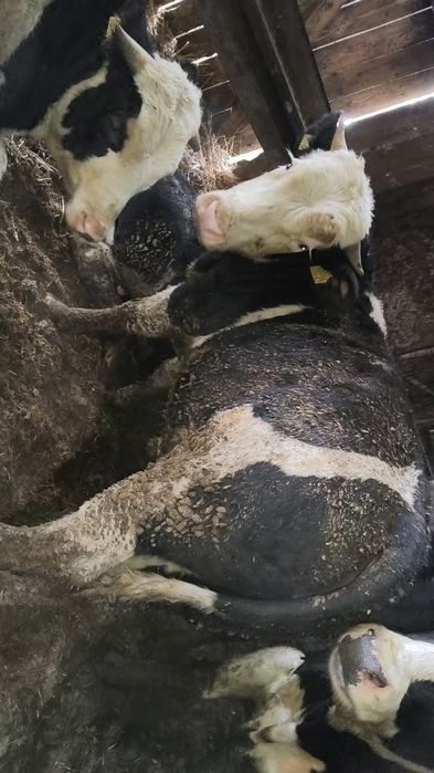 Byczki Simentale żeruny