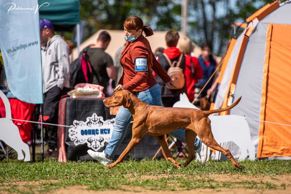 Кобель угорська вижла угорська лягава венгерская выжла для вязки