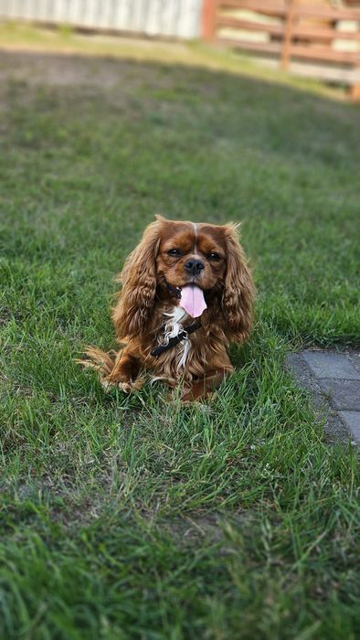 Cavalier King Charles Spaniel reproduktor oferta krycia