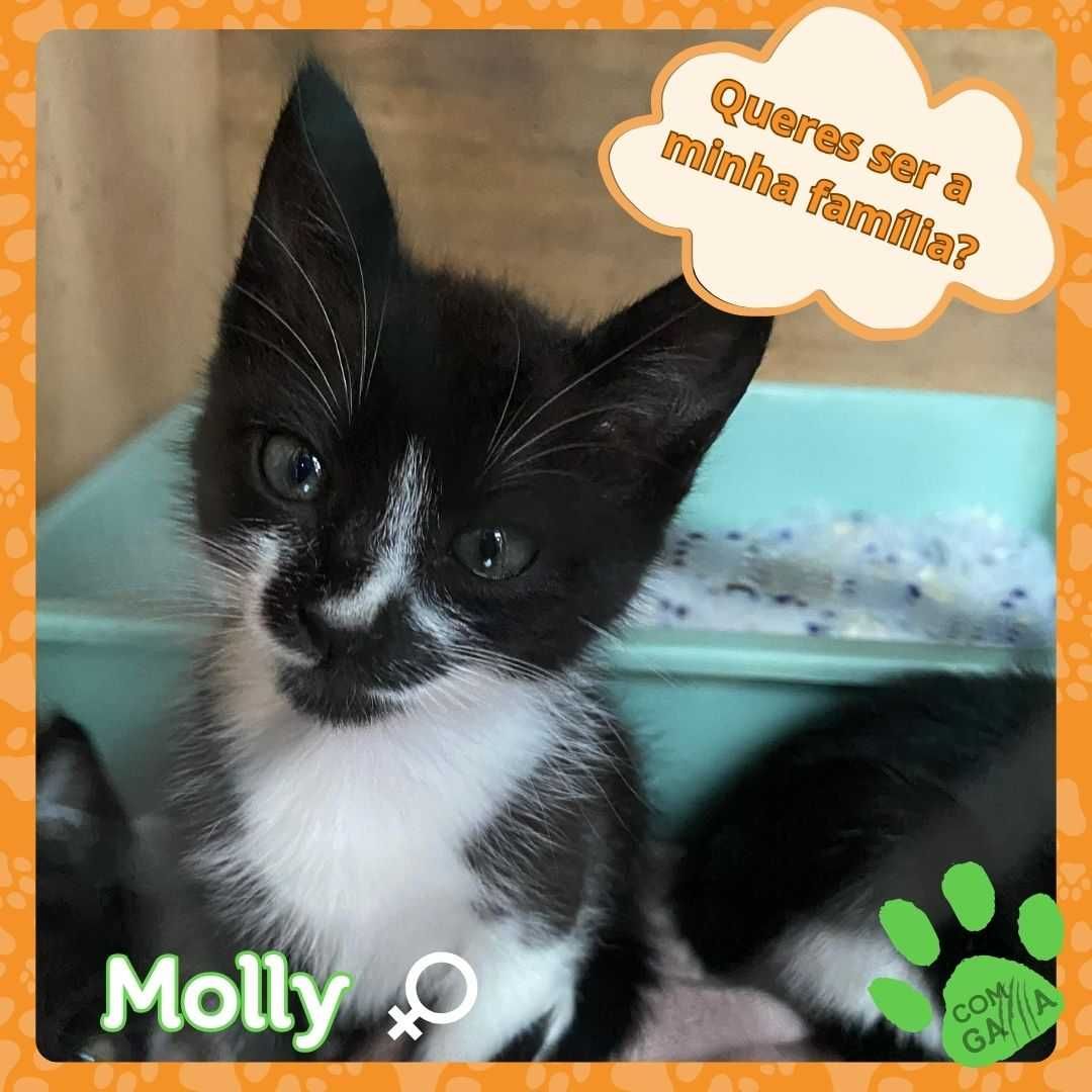 Gatinhas para adoção - Meggy, Molly, Milly