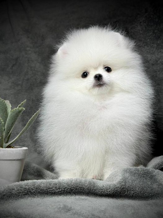 Шпиц мини померанец в продаже