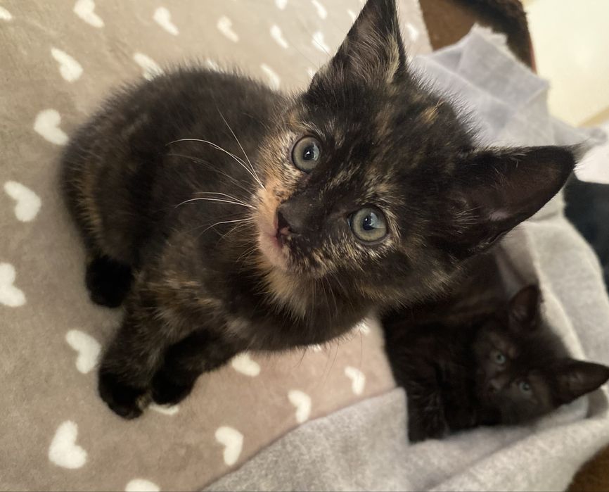 Oddam kotki w dobre ręce