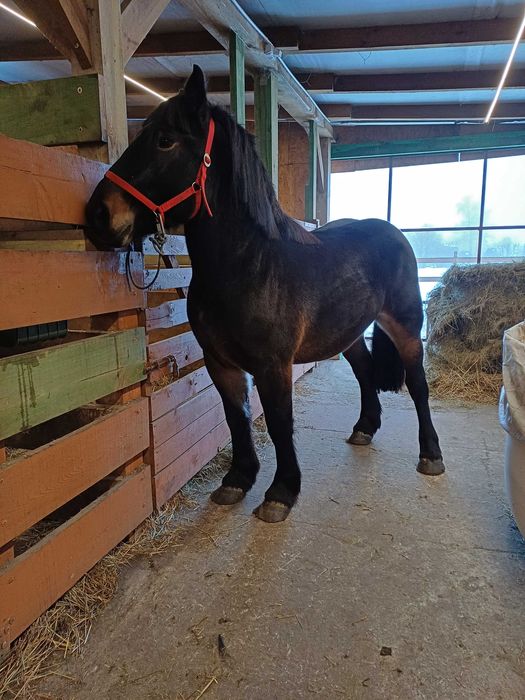 Sprzedam ogierka zimnokrwistego.